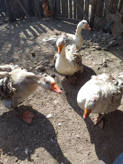  - Gâște martie 2019