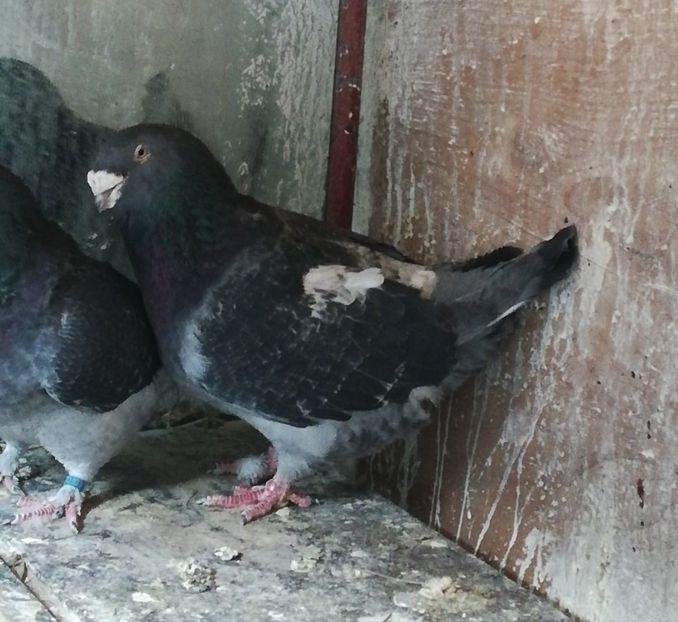  - VOIAJORI STANDARD si VRDF