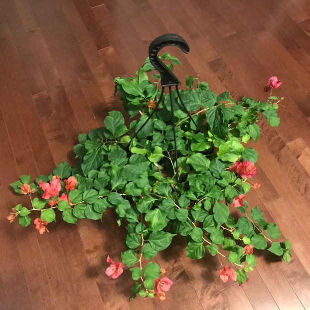  - Plante de interior 2019