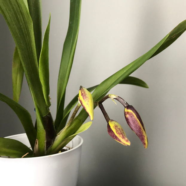  - Plante de interior 2019