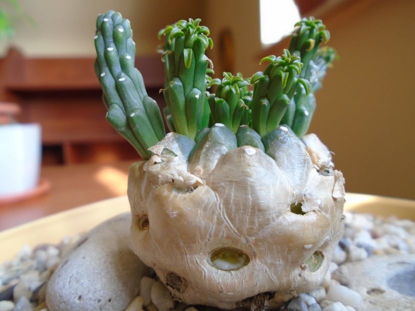 Euphorbia inermis - Caudiciforme si bulbi 2019