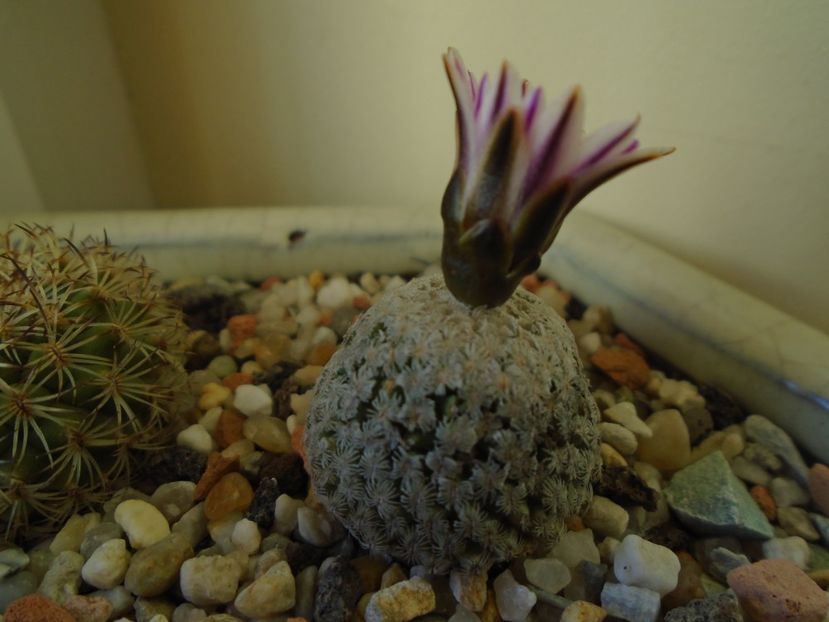 Turbinicarpus valdezianus, MM 96 Tecolotes, Zac. - Cactusi 2019