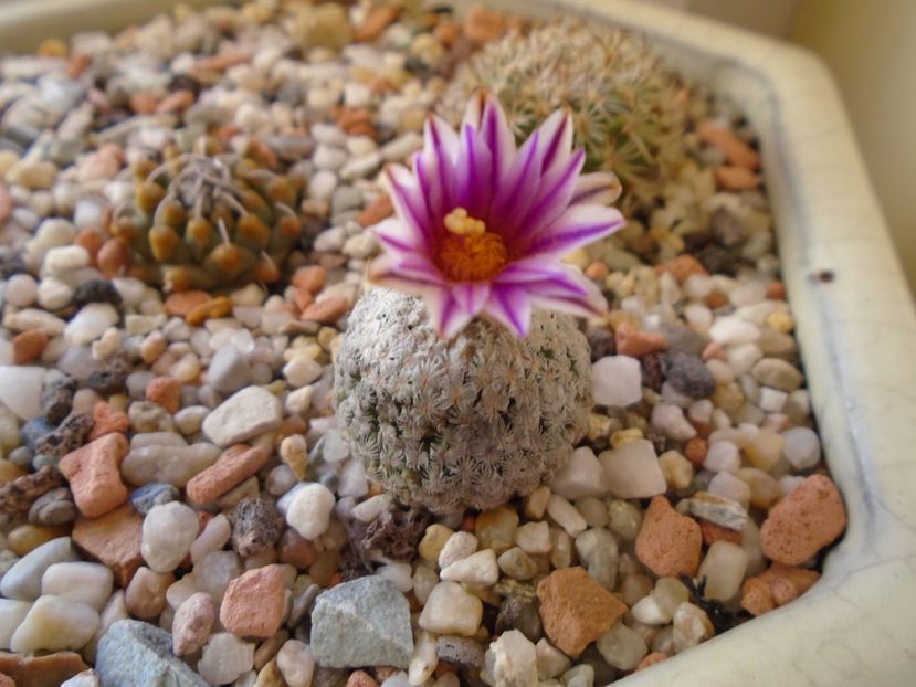 Turbinicarpus valdezianus, MM 96 Tecolotes, Zac. - Cactusi 2019