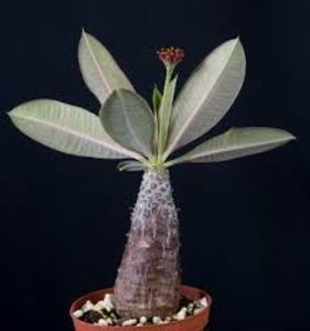 Euphorbia pachypodioides - Whish list pentru viata urmatoare1