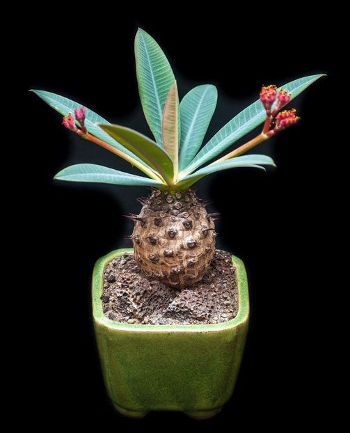 Euphorbia pachypodioides - Whish list pentru viata urmatoare1