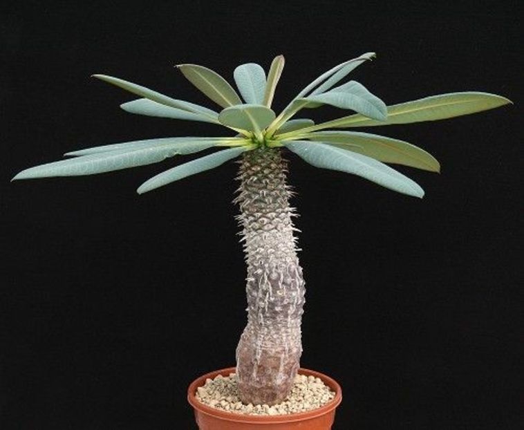 Euphorbia pachypodioides - Whish list pentru viata urmatoare1