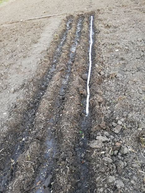  - 00- 2019- De primavara