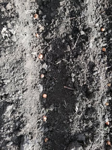  - 00- 2019- De primavara