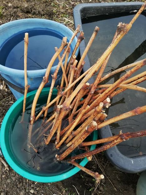  - 00- 2019- De primavara