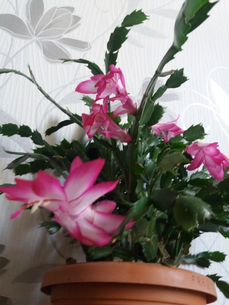  - Florile mele martie 2019