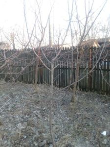 Mar varatic pe rod, 2m,  peste 5 ani - w Produse livrate