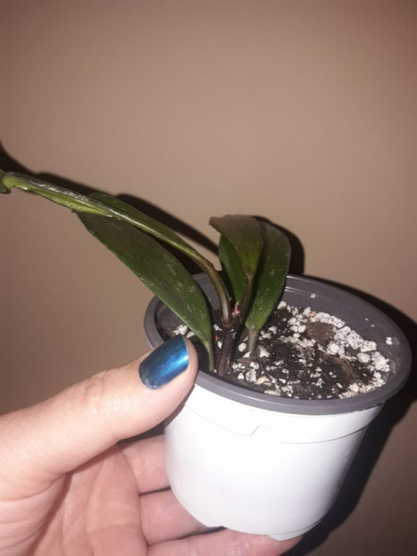  - Hoya publicalyx hawaian