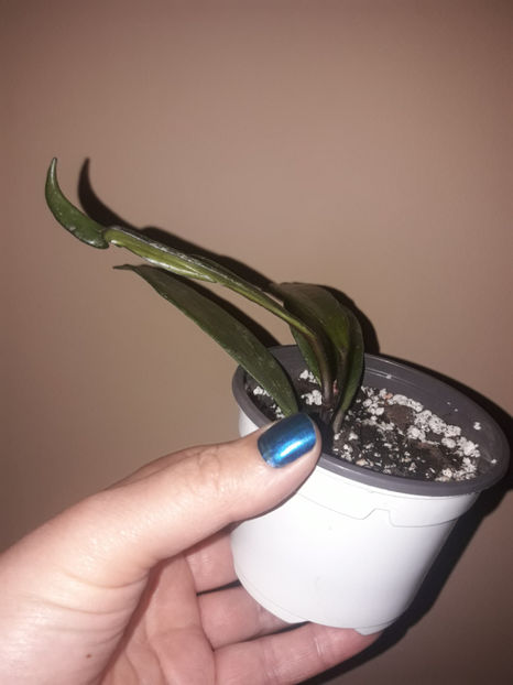  - Hoya publicalyx hawaian