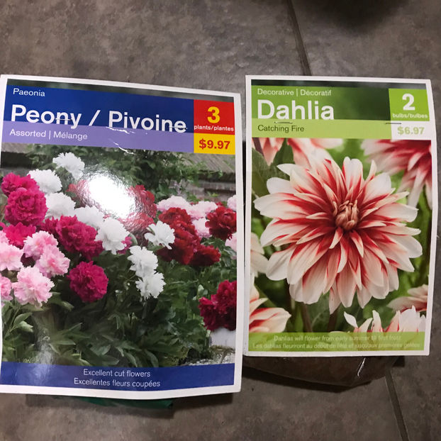  - Jurnalul gradinii 2019