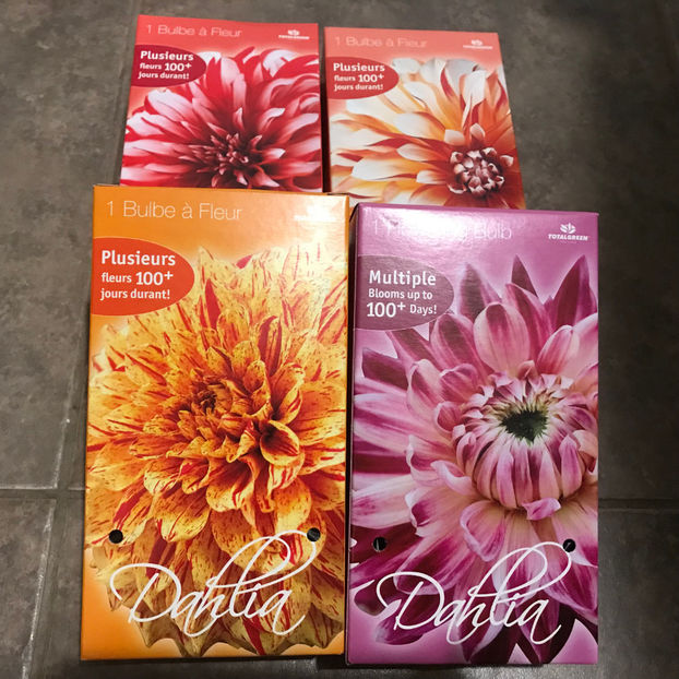  - Jurnalul gradinii 2019