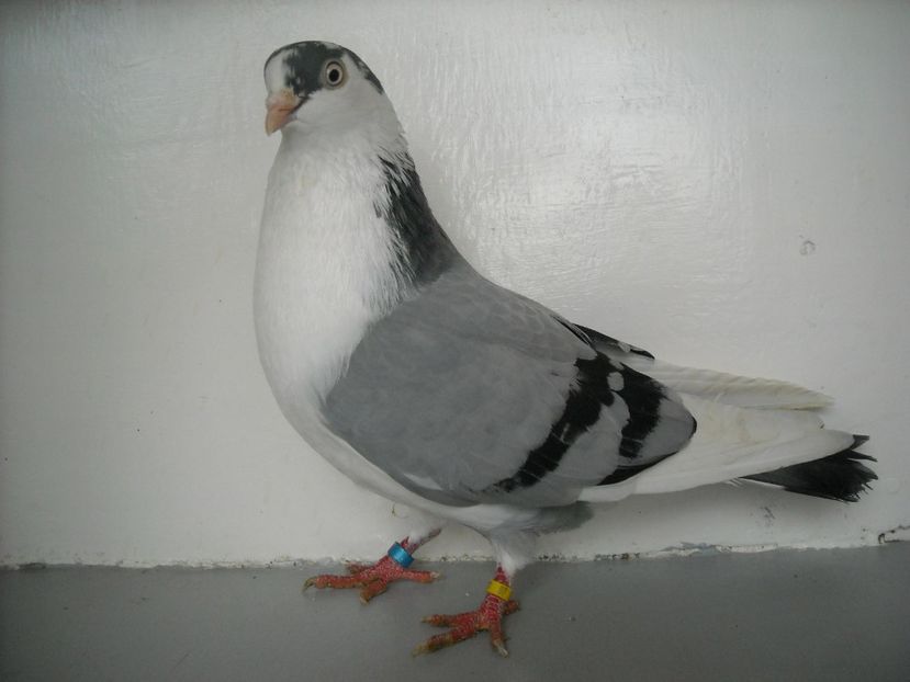 a cazut de vre o 3 ori ,akum numai cade - CAZATORI