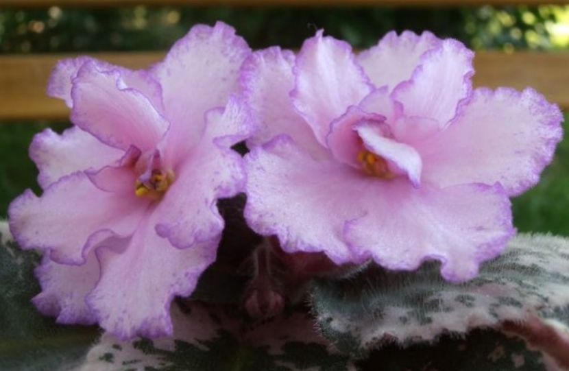 Glitterstar - Violete africane de colectie