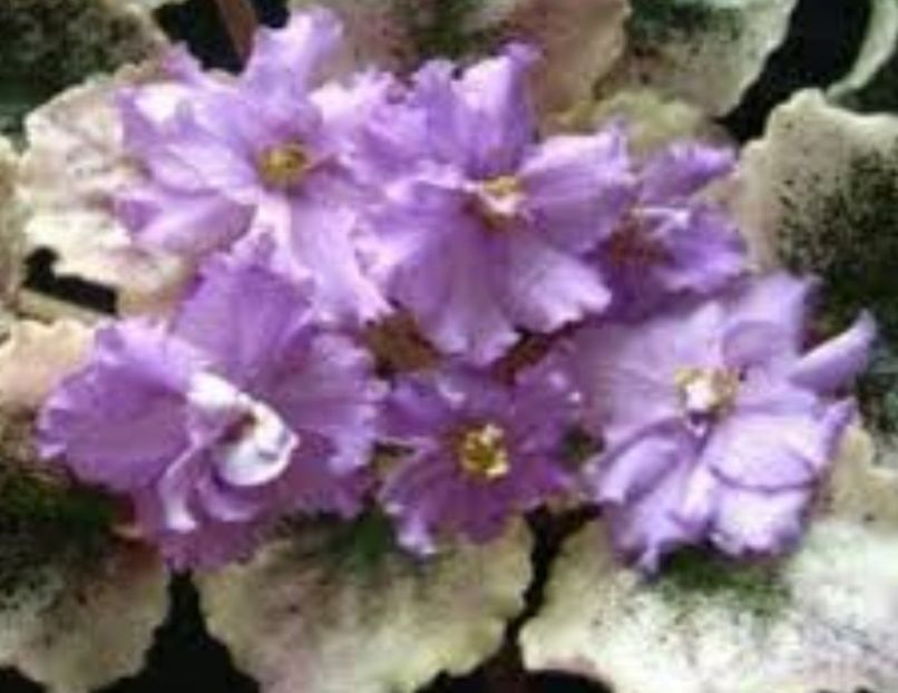 Ian Doubt - Violete africane de colectie