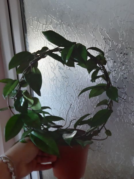 Publicalyx jungle - Hoya