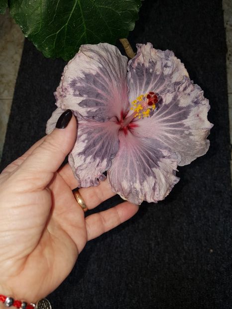  - Hibiscus Snow in the Mountain