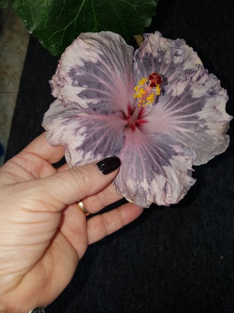  - Hibiscus Snow in the Mountain