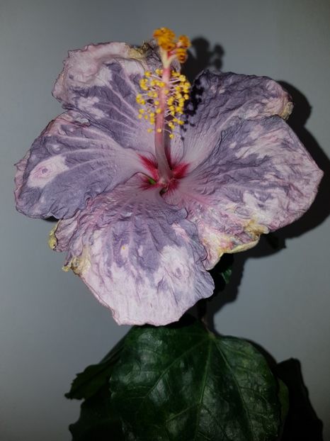  - Hibiscus Snow in the Mountain