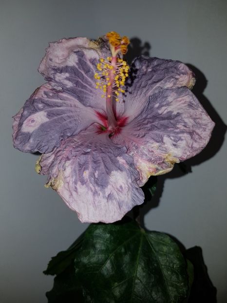  - Hibiscus Snow in the Mountain