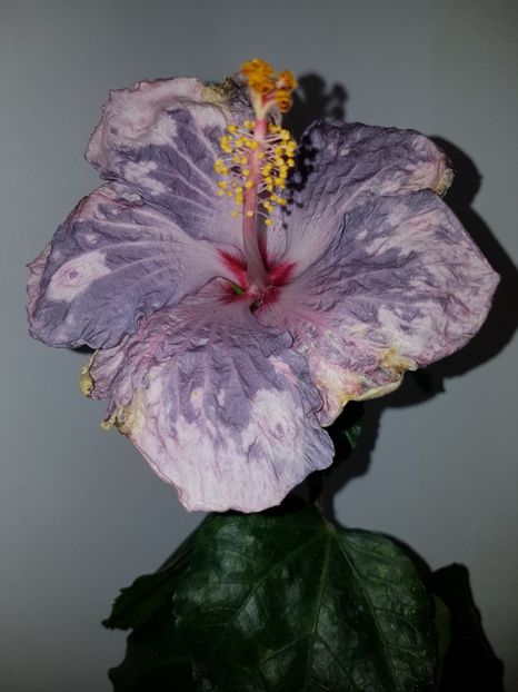  - Hibiscus Snow in the Mountain