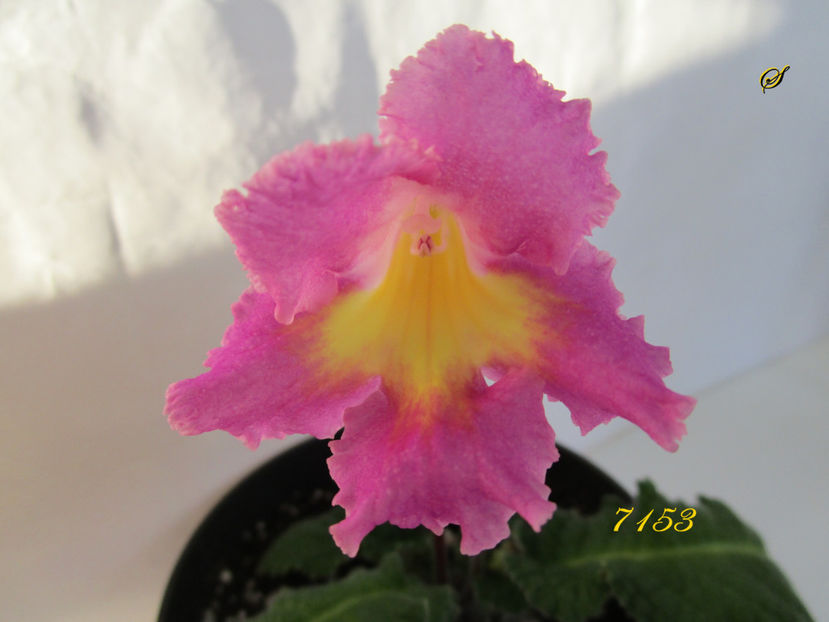 7153(10-03-2019) - Streptocarpusi 2019