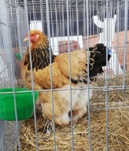  - Brahma Columbia galben-negru 2017-2018