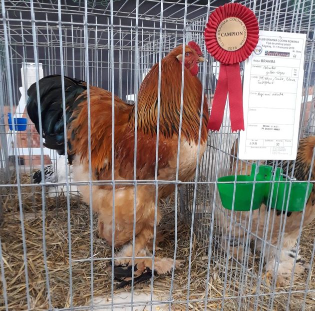 Campion expo Brahma-Cochin România (Făgăraș) 95 pct - Brahma Columbia galben-negru 2017-2018