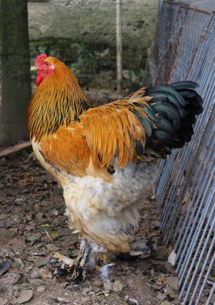 IMG-20181120-WA0000 - Brahma Columbia galben-negru 2017-2018