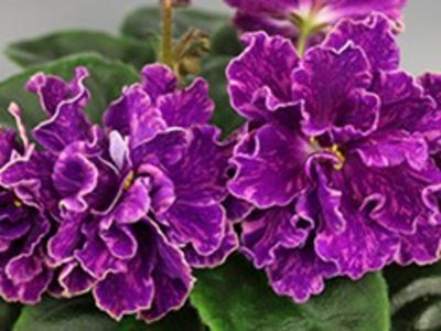 AB-816-272 - poze de pe net