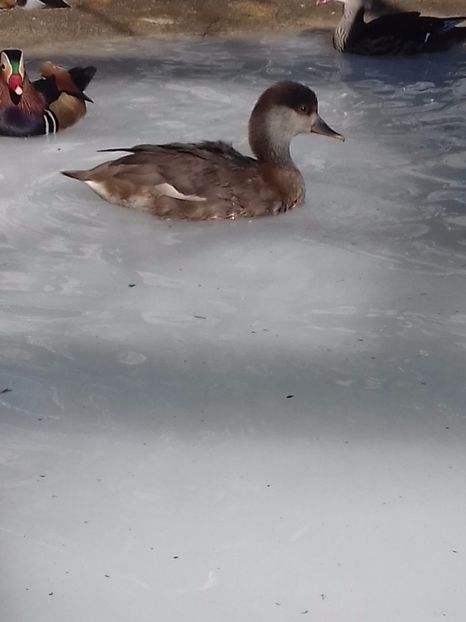 20190309_145946(0) - VAND 2019 tel0766362976