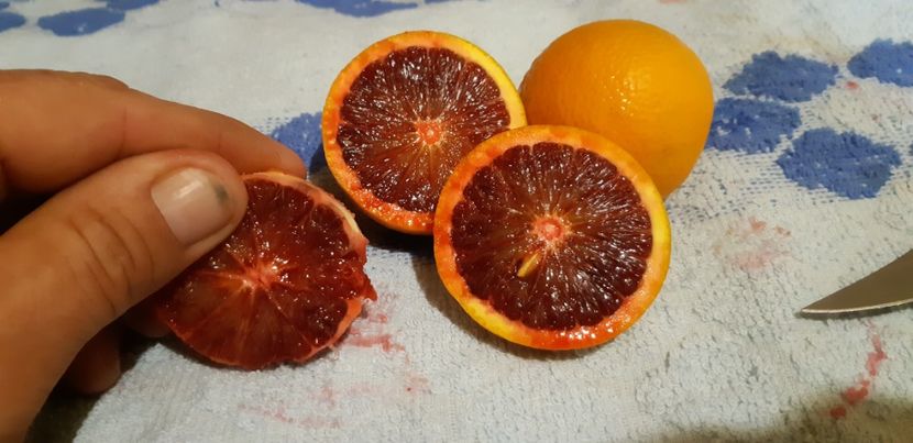 Citrus sinensis tarocco dal muso - Colectionaruldecitrice de vînzare