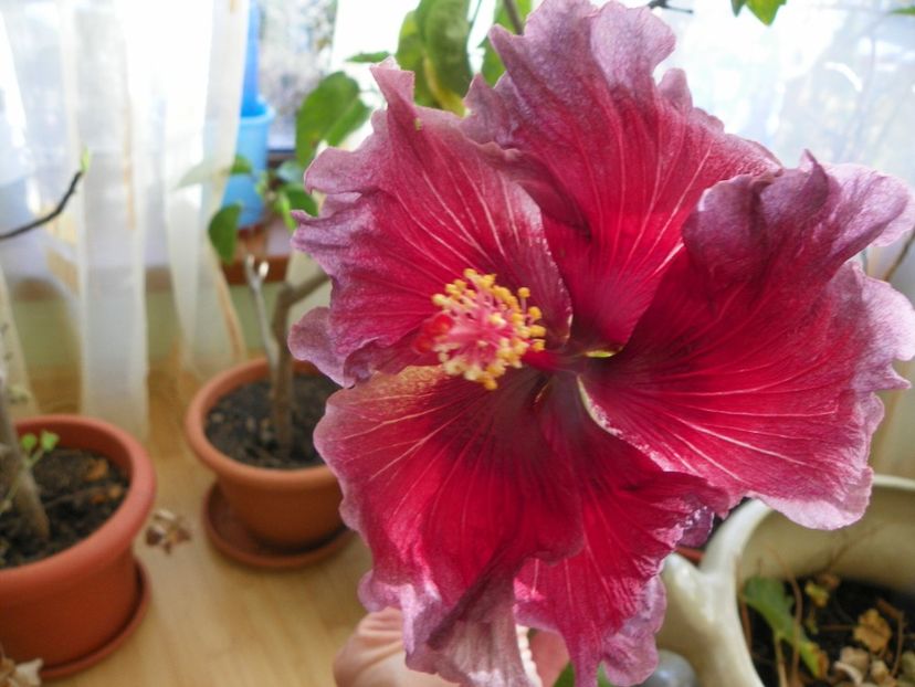  - Hibiscusi