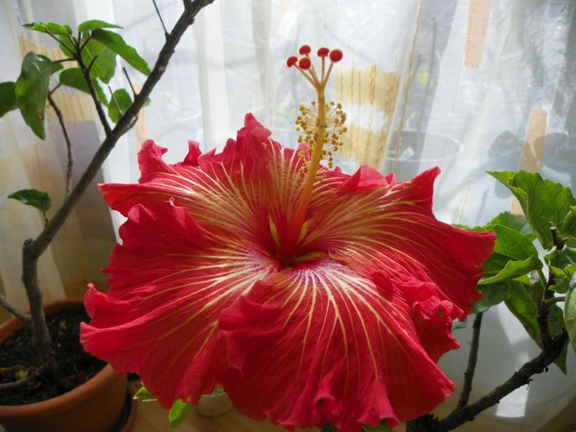  - Hibiscusi