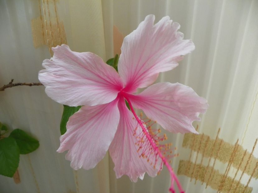  - Hibiscusi