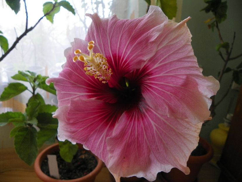  - Hibiscusi