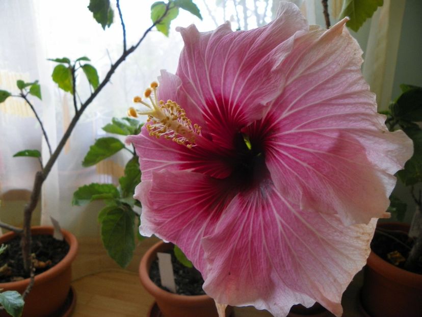  - Hibiscusi