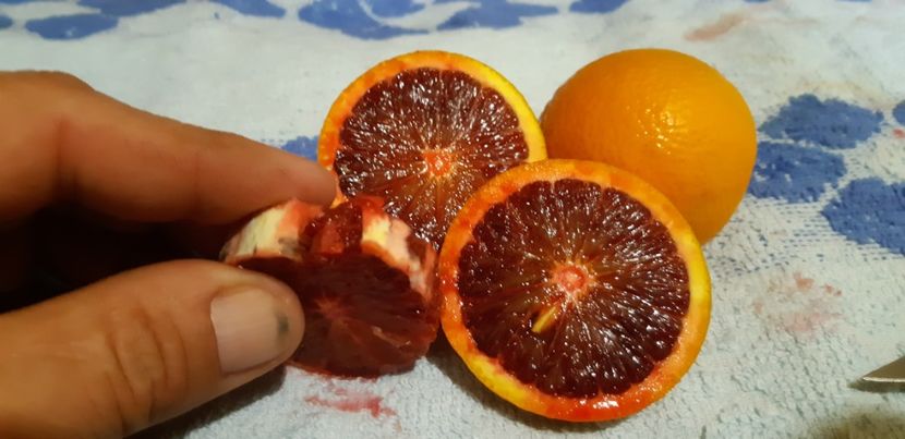 Citrus sinensis tarocco dal muso - Colectionaruldecitrice de vînzare