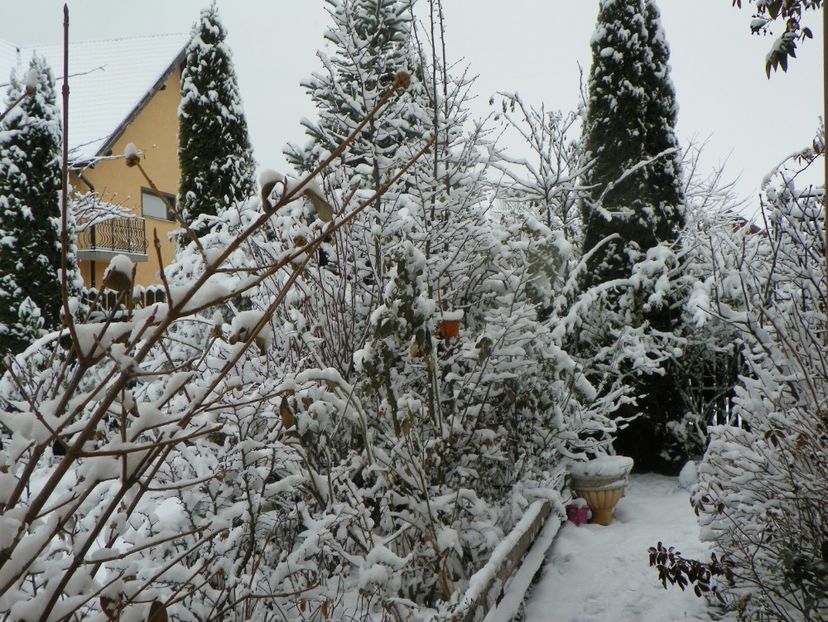 ian 2019 - Iarna in gradina