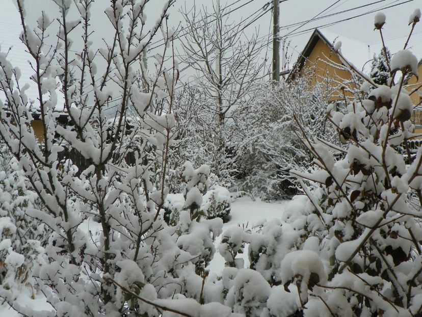 ian (2) - Iarna in gradina