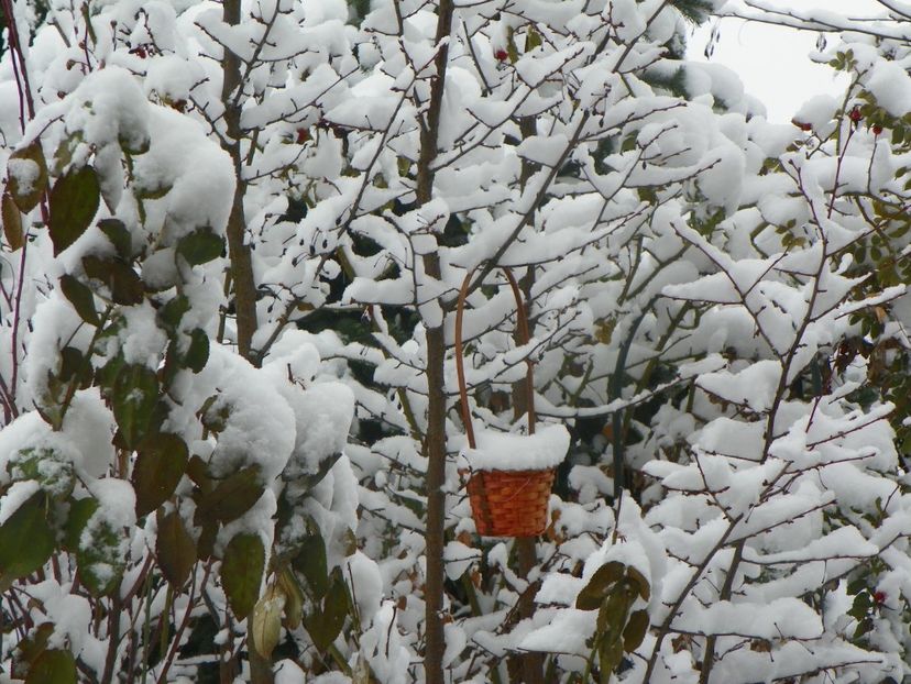 ian (4) - Iarna in gradina