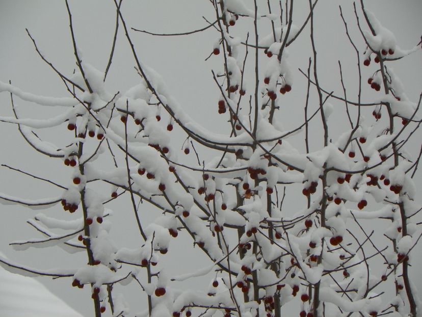 ian (8) - Iarna in gradina