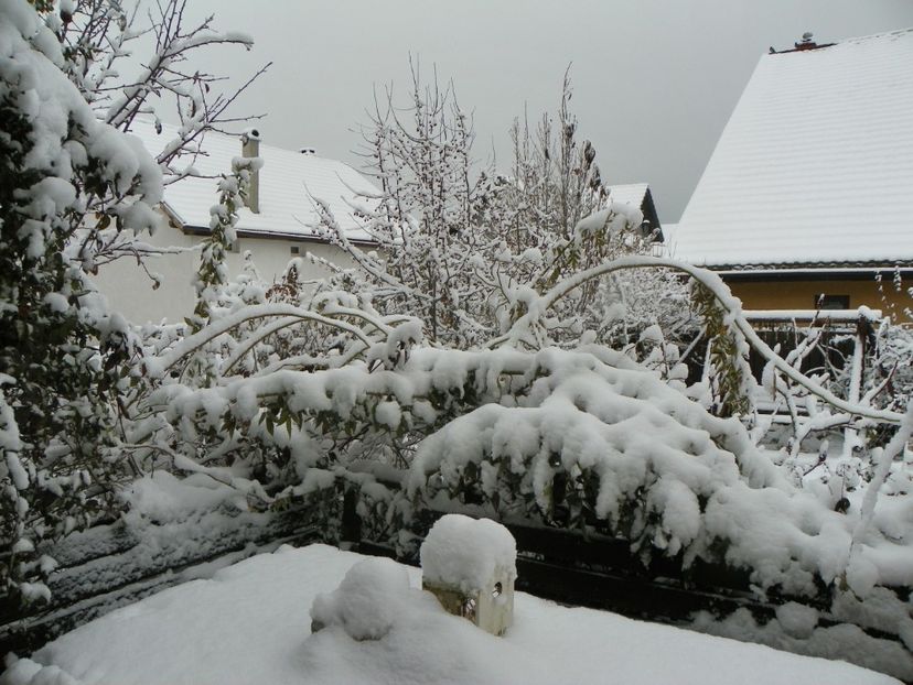 ian (9) - Iarna in gradina