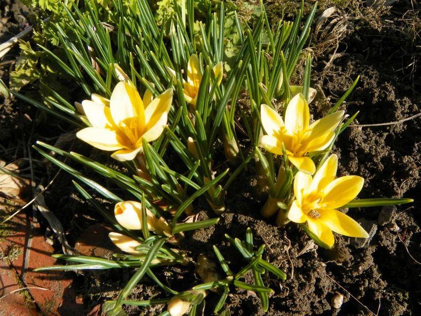 9 mart (1) - Primavara 2019