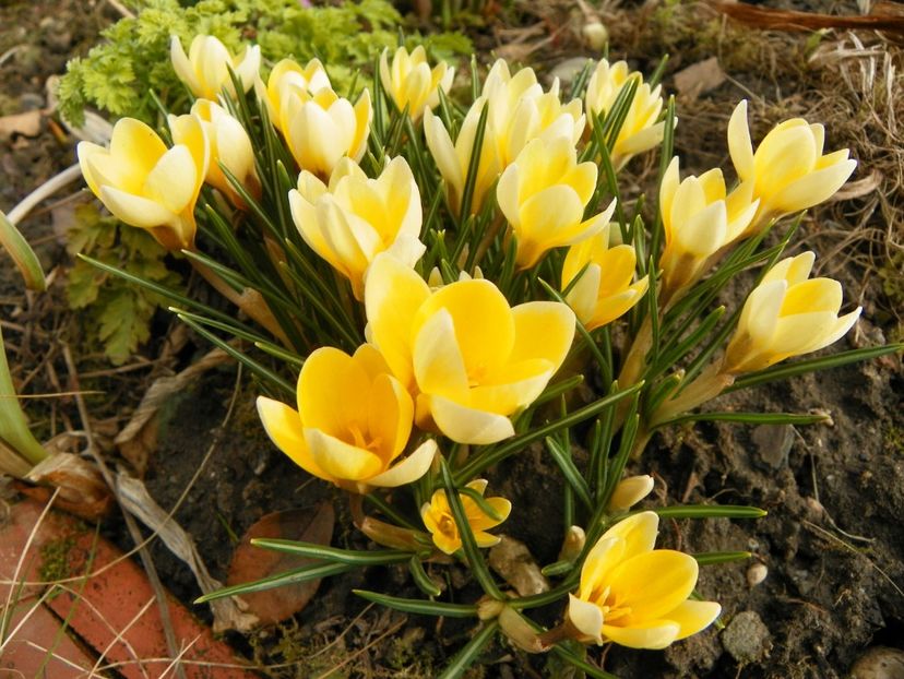 9 mart (2) - Primavara 2019