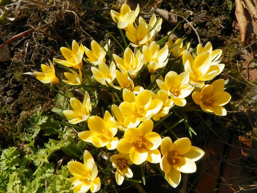 9 mart (9) - Primavara 2019