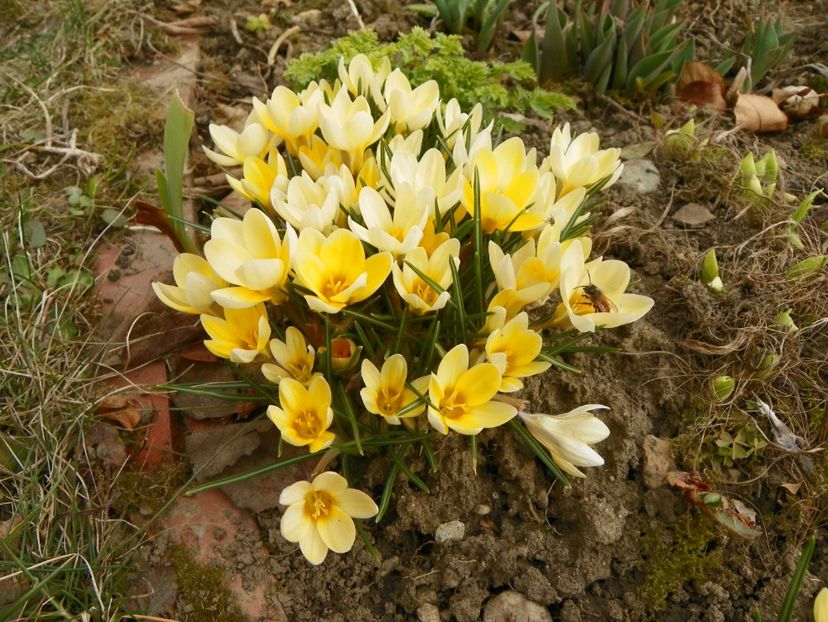 9 mart (15) - Primavara 2019